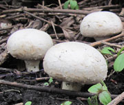 Мицелий грибов шампиньоны