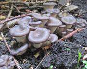 Мицелий грибов вешенки