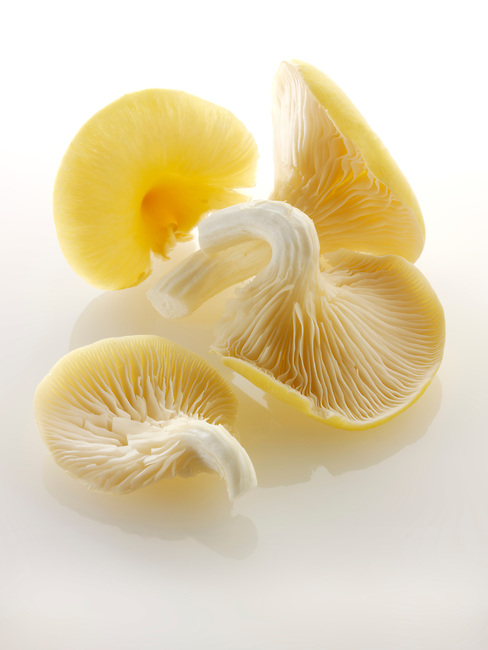 Ценность грибов вешенки -  мицелий (семена) грибов